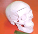 cranium, fronto-lateral