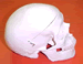 cranium, lateral