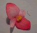 Begonia, detail of flower