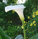 Calla Lily , Zantedeschia aethiopica