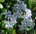 jade Plant, flowers,  Crassula argentea 