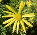Euryops Daisy, Euryops pectinatus, flower closeup