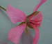 Geranium clutivar, detail of floret
