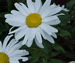 Shasta Daisy, Chrysanthemum maximum