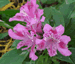Inca Lily, Alstroemeria hybrid