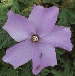 Blue Hibiscus, Alyogyne huegelili