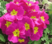 Primrose, Primula polyantha