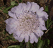 Pincushion, Scabiosa columbaria