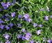 Blue-eyed Grass, Sisyrichium sp.