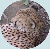 Cheetah at the National Zoo, July 2001