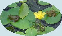 Frogs on Lily pads at the National Zoo, July 2001